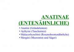 Anatinae (Entenähnliche)